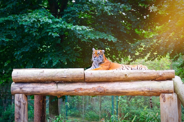 Bengal-Tiger, der in Bäumen niederlegt