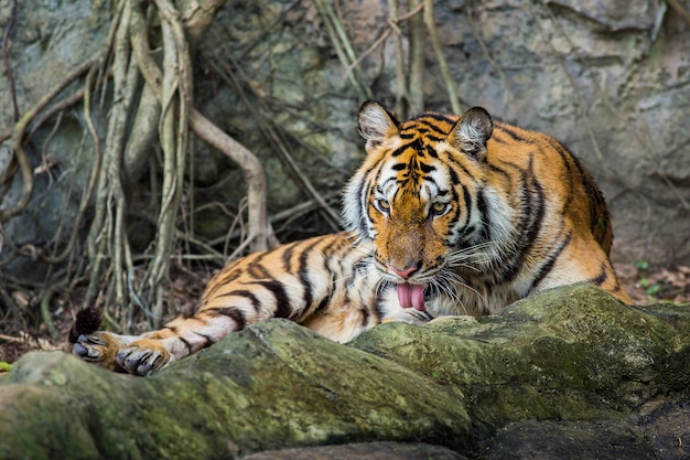 Bengal-Tiger im Thailand