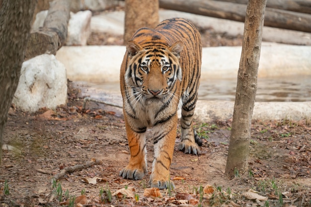 Bengal Tiger im Zoo