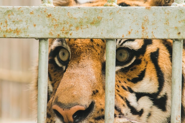 Bengal-Tiger in einem EisenkäfigxAxA