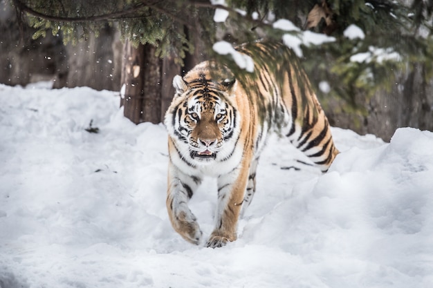 Foto bengal-tiger in japan im winter