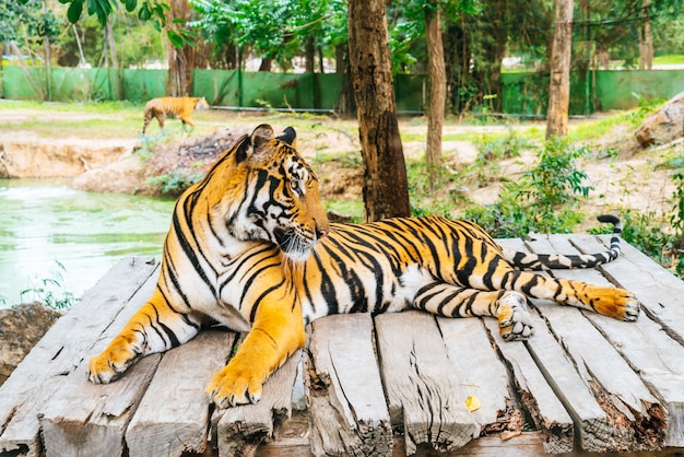 Bengal Tiger liegend Holz