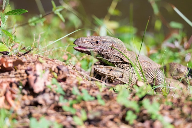 Bengal-Warane oder Varanus Bengalensis führen die Paarung durch