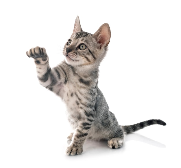 Bengalenkatze vor weißem Hintergrund