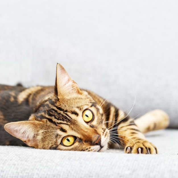 Bengalische junge Katze liegt auf grauem Sofa, niedliches getigertes Kätzchen schaut auf Kamera.