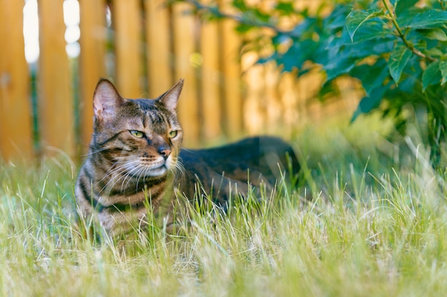 Bengalische Katze, die auf einem Rasen im Schatten eines Busches ruht