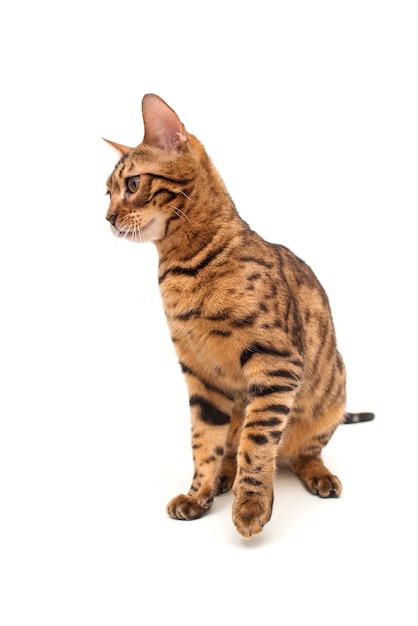 Bengalische Katze. Isoliert