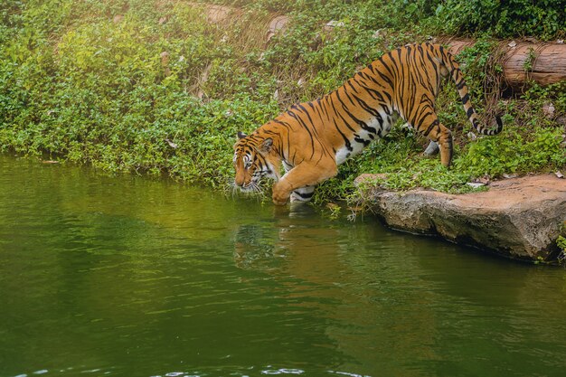 Bengalischer Tiger, der in Wasser im Zoo geht.