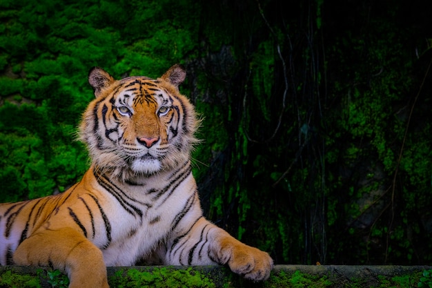 Bengalischer Tiger, der nahe bei grünem Moos innerhalb des Dschungelzoos stillsteht.