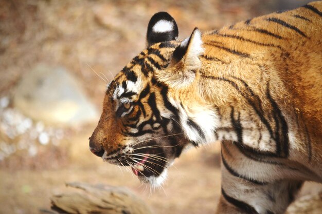 Foto bengalischer tiger im ranthambore-tigerreservat