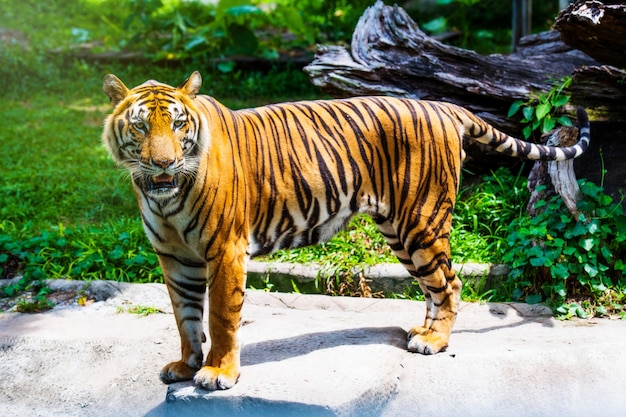 Bengalischer Tiger im Wald