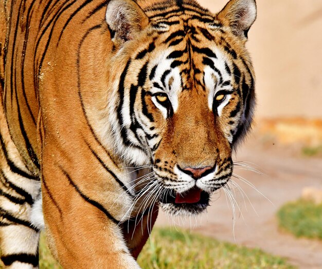 Foto bengalischer tiger