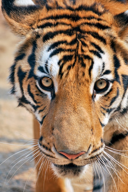 Foto bengalischer tiger