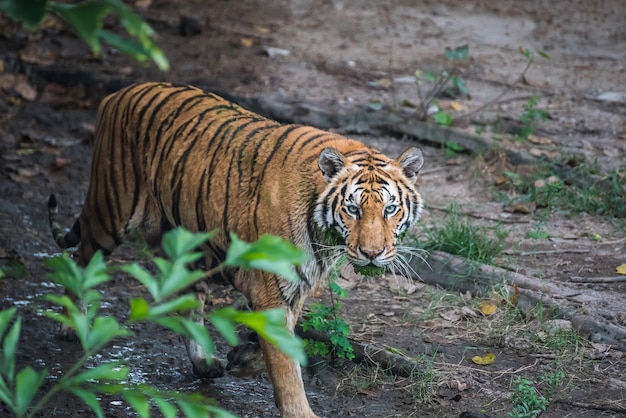 bengalischer Tiger