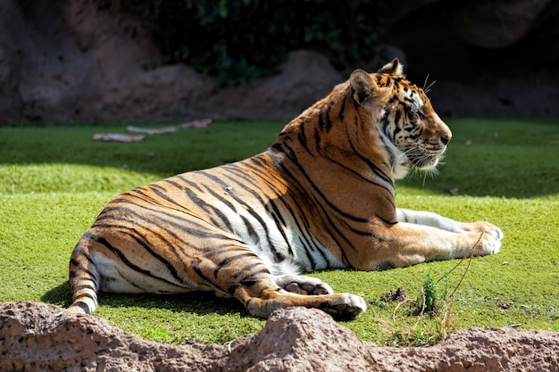 Bengalischer Tiger