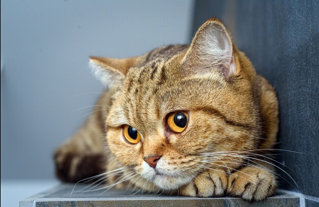 Bengalkatze auf einem Tisch