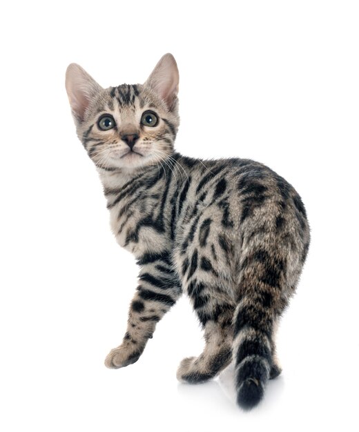 Bengalkatze isoliert