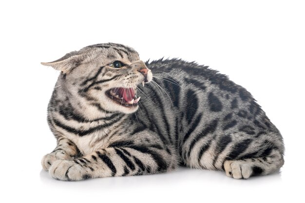 Bengalkatze isoliert