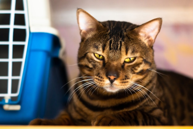 Bengalkatze liegt nahe dem Käfig für das Tragen der Tiere