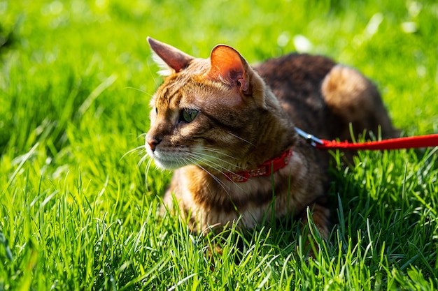 Bengalkatze mit einer Leine, die auf dem grünen Gras läuft