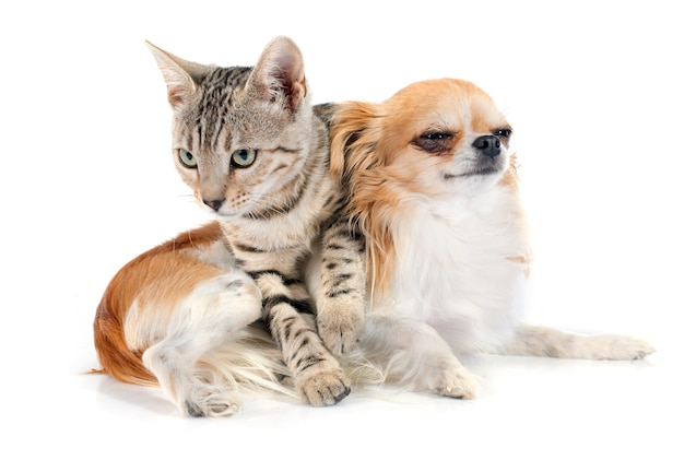 Bengalkatze und Chihuahua