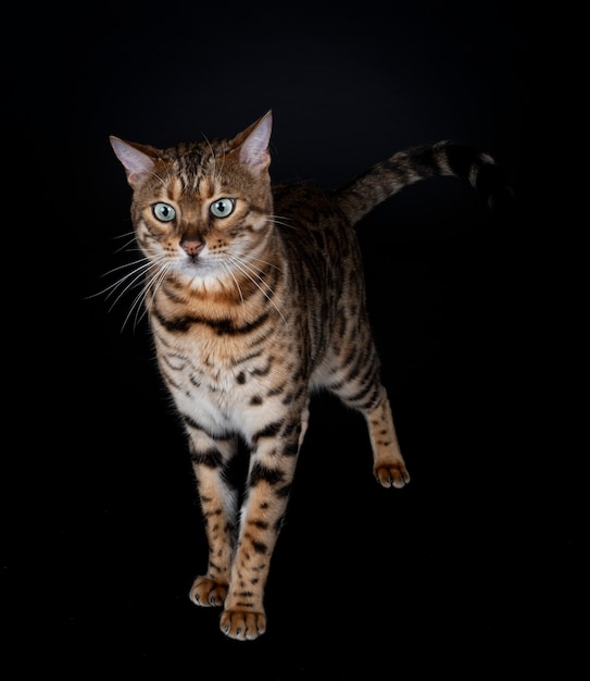 Bengalkatze