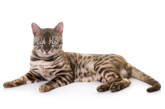 Bengalkatze