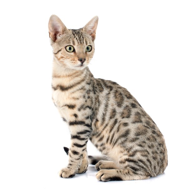 Bengalkatze