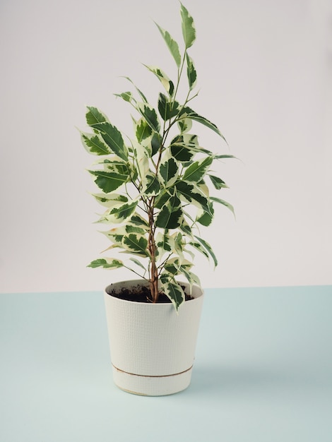 Benjamins Ficus in einem weißen Topf