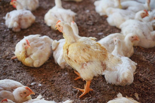 Beobachtung von Hühnern auf der Farm