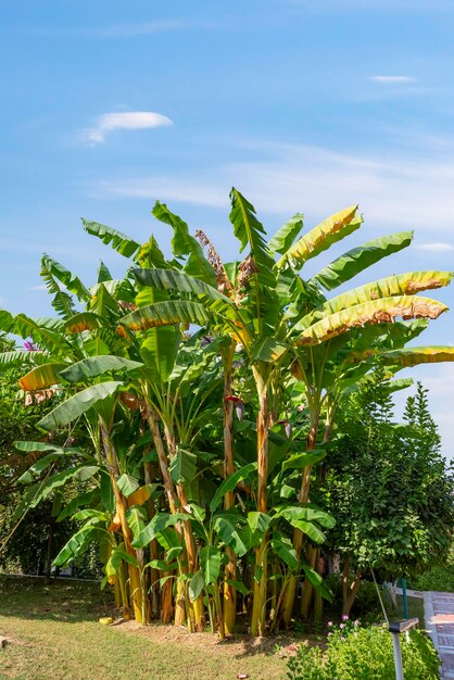 Foto bepflanzung grüner bananenbäume in der türkei