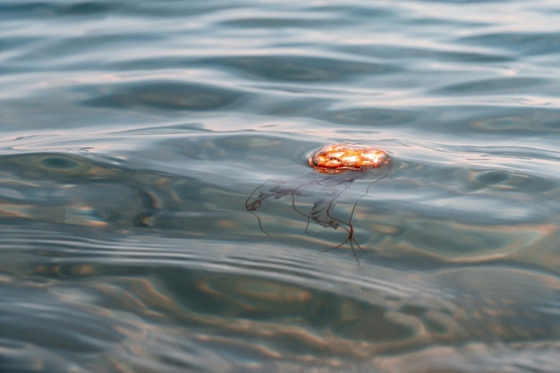 Über Ansicht von Quallen, die auf klarem Ozeanwasser schwimmen, Wildtierkonzept, Kopierraum