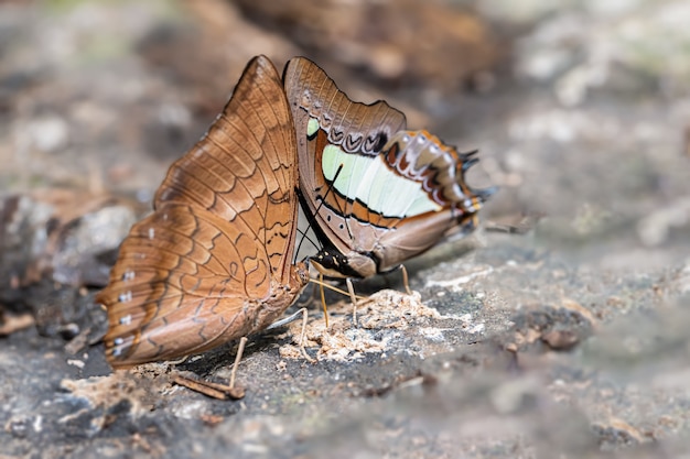 Über den farbigen Schmetterling am sonnigen Tag