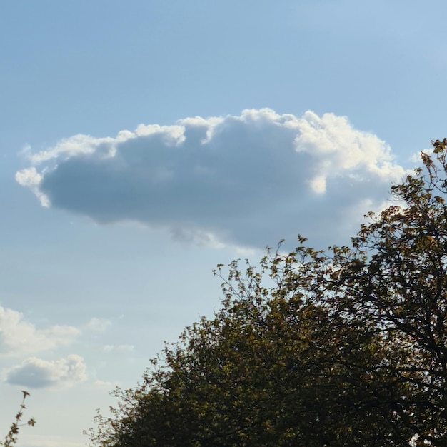 Über einigen Bäumen hängt eine Wolke am Himmel und die Sonne scheint.