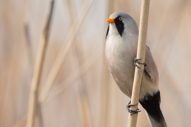 Beraded Meise, männliches Schilf (Panurus biarmicus) im natürlichen Lebensraum.