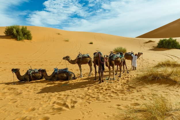 Berber bereitet eine karawane von kamelen vor