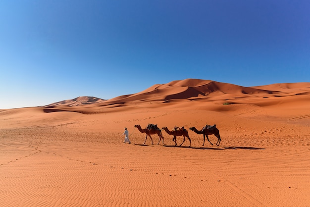 Berber homem levando caravana de camelos no deserto do Saara