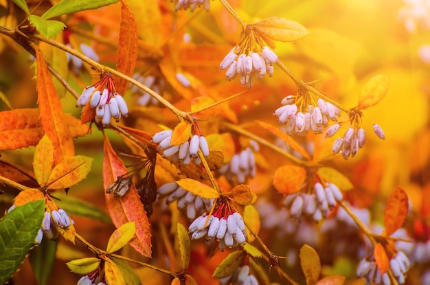 Berberis heteropoda-Früchte