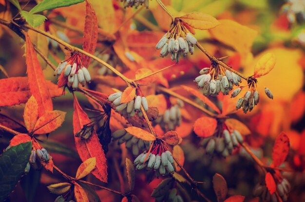 Berberis heterópoda frutos