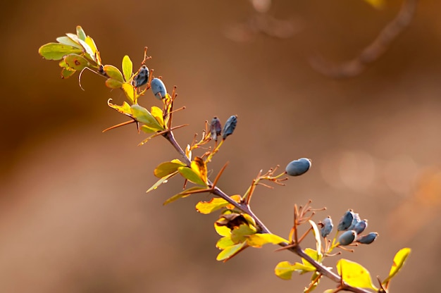 Berberis hispanica el agracejo es una fruta de la familia berberidaceae y el género berberis