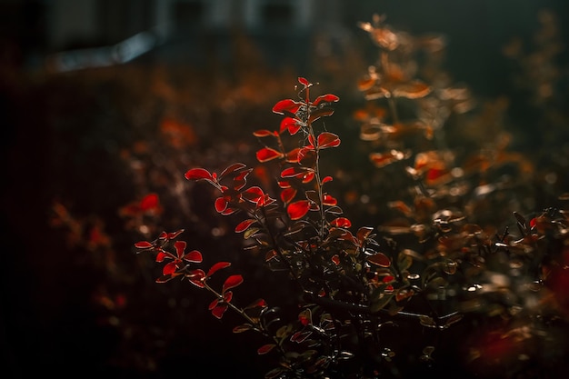 Bérberis japonesa ao pôr do sol e os raios do sol através das folhas vermelhas e natureza em cores quentes