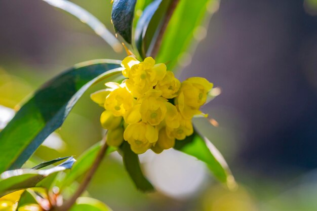 Bérberis japonesa Flores amarelas Berberis thunbergii Floração da bérberis de Thunberg Grupo de lindas flores pequenas pétalas amarelas em flor