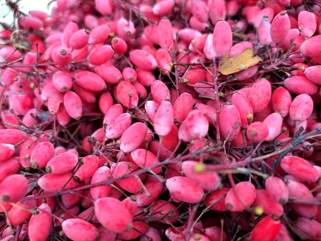 Berberis y sus derivados