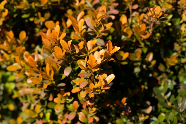 Berberis Thunbergii Aurea o arbusto de agracejo arbusto de cerca con hojas amarillas fondo natural de hojas