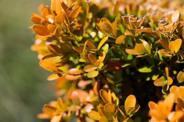Berberis Thunbergii Aurea oder Berberitze Strauch Nahaufnahme Busch mit gelben Blättern natürlicher Hintergrund der Blätter