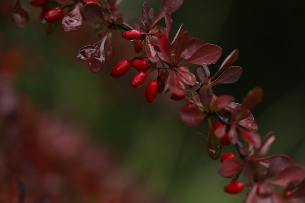 Berberis thunbergii. Beeren am Zweig