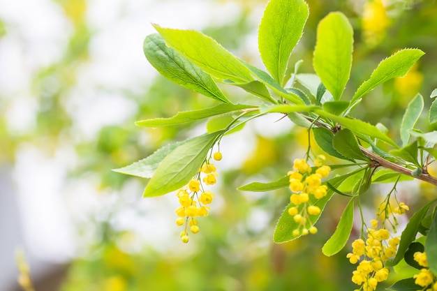 Berberis vulgar, simplesmente bérberis Flores amarelas. Cluster de botões na florescência Barberry comum ou europeu na primavera