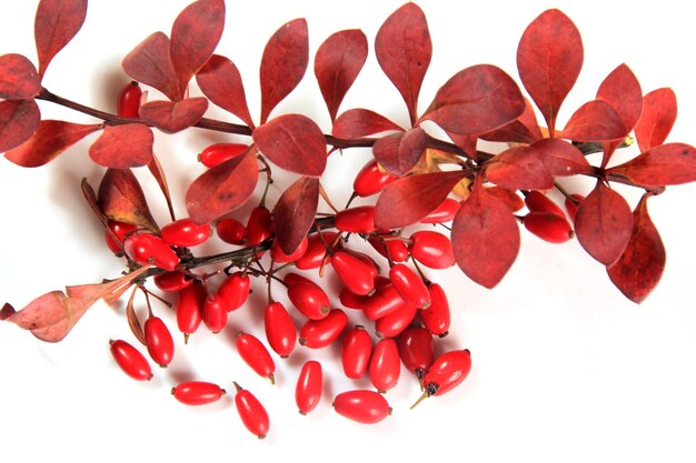 Berberitze (Berberis vulgaris) Zweig mit roten reifen Beeren isoliert auf weißem Hintergrund
