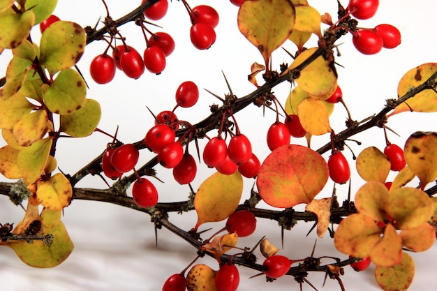 Berberitze (Berberis vulgaris) Zweig mit roten reifen Beeren isoliert auf weißem Hintergrund