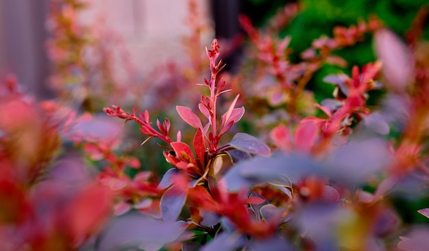 Berberitzenbusch, bunter roter Blumenhintergrund, Herbsthintergrund mit Thunbergberberitze. Foto in hoher Qualität